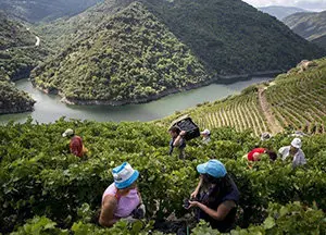 GRA090 SOBER (LUGO) 13/9/2014 Marcada por la abundancia de monasterios y por sus bellos paisajes la Ribeira Sacra está volcada con la vendimia, ese momento en el que el trabajo de los viticultores se muestra con toda su dureza, al portar la materia prima por escarpadas laderas. Toda una viticultura heroica. En la imagen porteadores transportan cajas de uvas durante la vendimia en la viña de 'Carballo Cobo' de la bodega 'Adega Algueira', situada en la subzona de Amandi en Doade (Sober). EFE/Brais Lorenzo