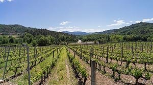 La Estación de Viticultura e Enoloxía de Galicia (Evega) depende ahora de Agacal. La Estación de Viticultura e Enoloxía de Galicia (Evega) depende ahora de Agacal.