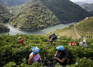 GRA090 SOBER (LUGO) 13/9/2014 Marcada por la abundancia de monasterios y por sus bellos paisajes la Ribeira Sacra está volcada con la vendimia, ese momento en el que el trabajo de los viticultores se muestra con toda su dureza, al portar la materia prima por escarpadas laderas. Toda una viticultura heroica. En la imagen porteadores transportan cajas de uvas durante la vendimia en la viña de 'Carballo Cobo' de la bodega 'Adega Algueira', situada en la subzona de Amandi en Doade (Sober). EFE/Brais Lorenzo