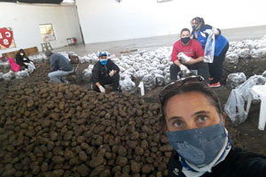 Integrantes de la directiva embolsan papas en las instalaciones del Club Sarmiento.