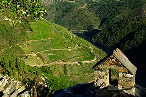 12.Ribeira Sacra-Vinedos2