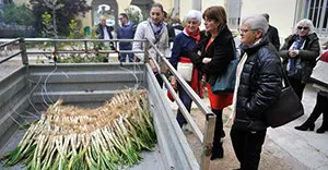 calçots