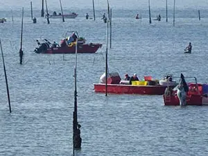 13.barcos marisqueo