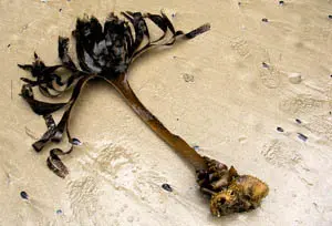 SANYO DIGITAL CAMERA