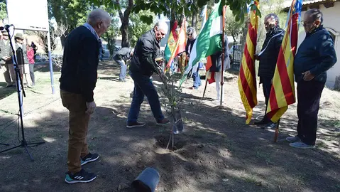 andaluz bahia-plantacion arboles