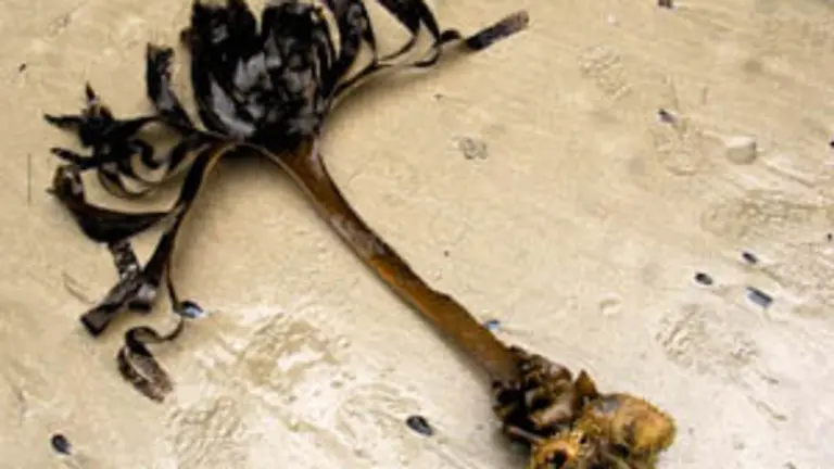 SANYO DIGITAL CAMERA