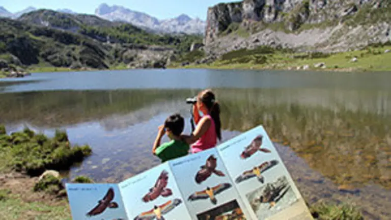 Asturias observacion quebrantahuesos