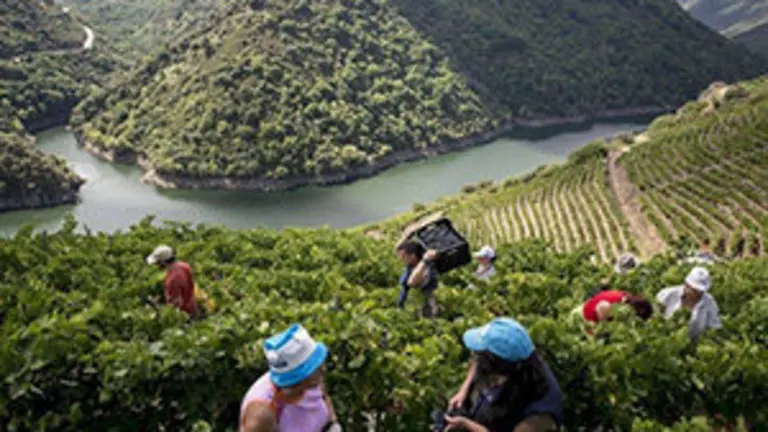 GRA090 SOBER (LUGO) 13/9/2014 Marcada por la abundancia de monasterios y por sus bellos paisajes la Ribeira Sacra est&aacute; volcada con la vendimia, ese momento en el que el trabajo de los viticultores se muestra con toda su dureza, al portar la materia prima por escarpadas laderas. Toda una viticultura heroica. En la imagen porteadores transportan cajas de uvas durante la vendimia en la vi&ntilde;a de 'Carballo Cobo' de la bodega 'Adega Algueira', situada en la subzona de Amandi en Doade (Sober). EFE/Brais Lorenzo