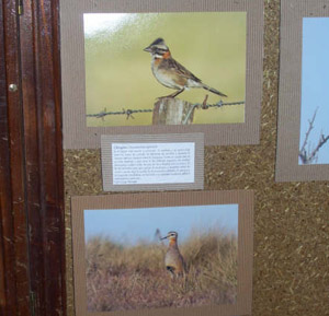 Una de las imágenes que conformaron la exposición sobre las aves. Una de las imágenes que conformaron la exposición sobre las aves.