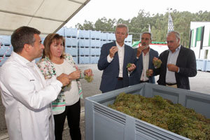 Alfonso Rueda asistió al comienzo de la vendimia en la bodega Paco&Lola.